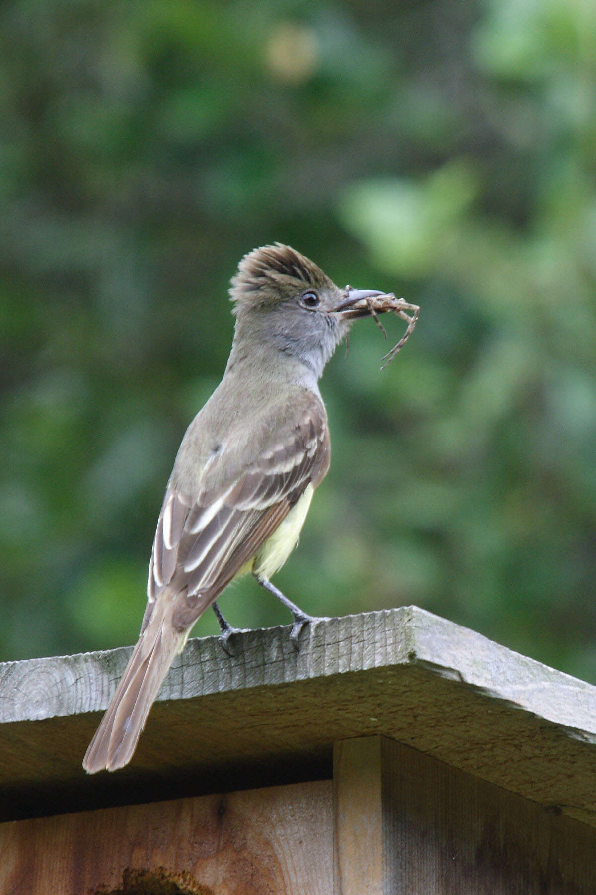 Image of Great Crested Flycatcher