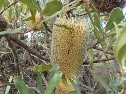 Sivun Banksia ornata F. Müll. ex Meissn. kuva