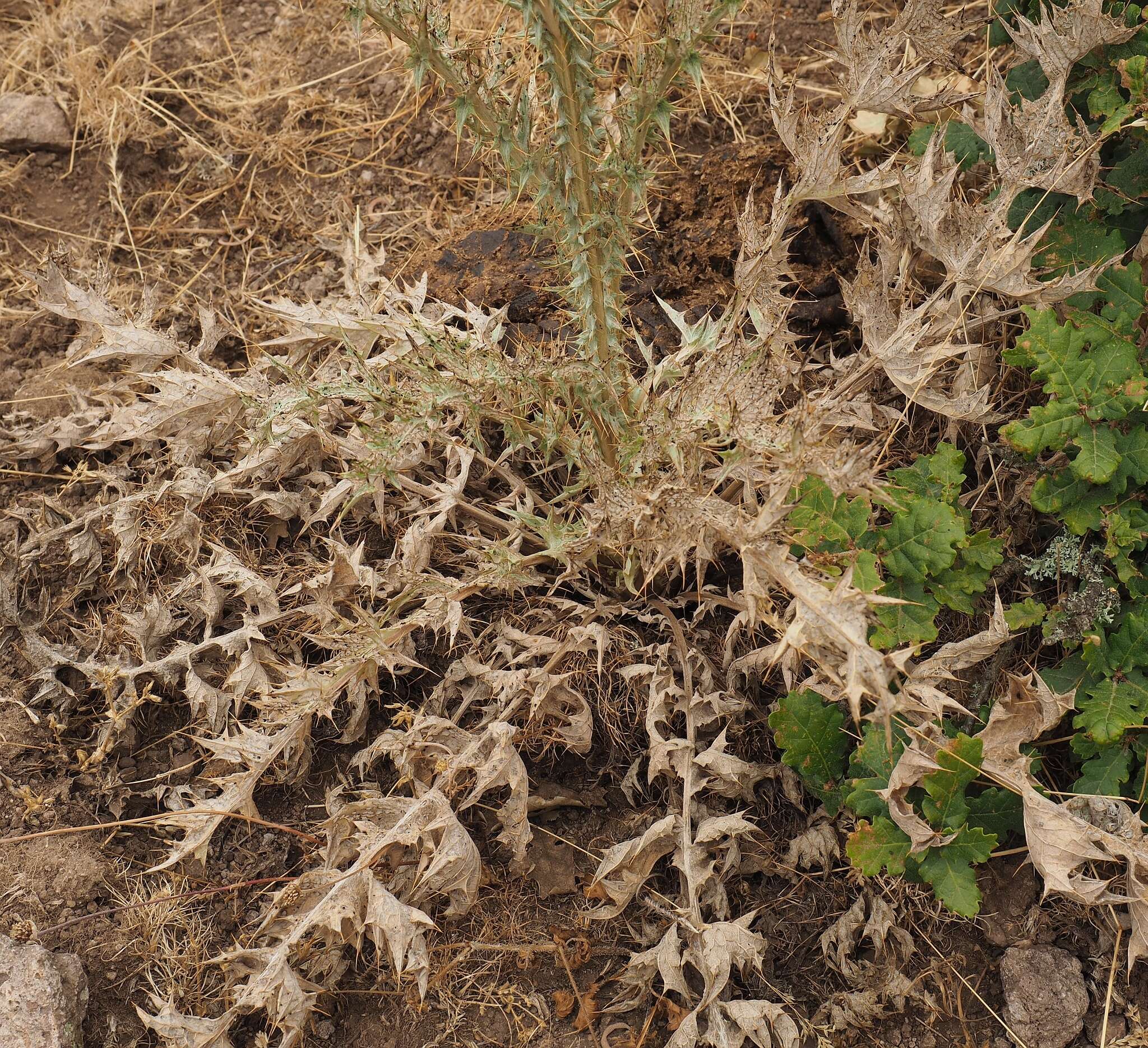 Image of Illyrian cottonthistle