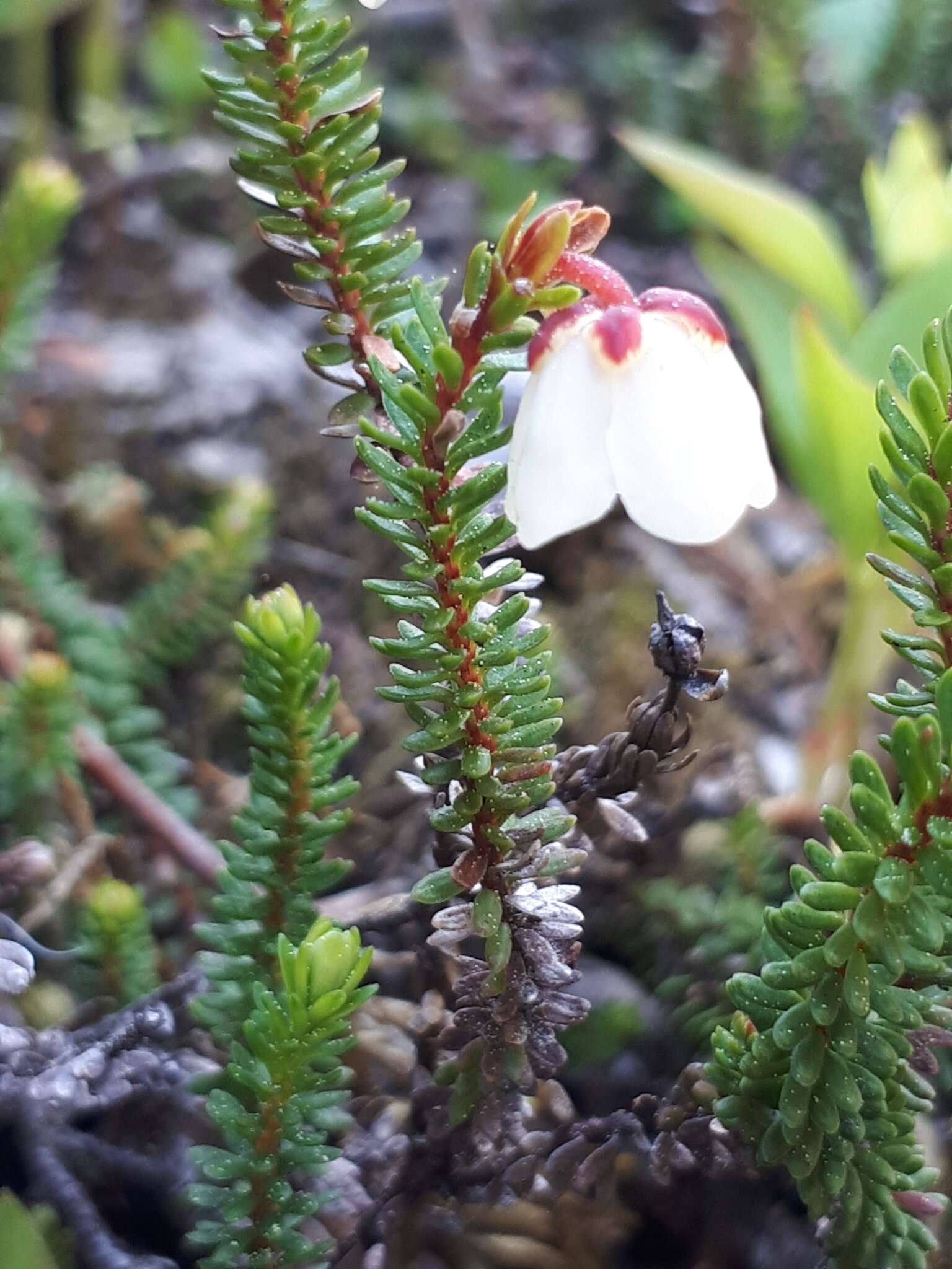 Imagem de Harrimanella stelleriana (Pall.) Coville