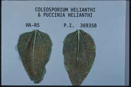 Image of Coleosporium helianthi (Schwein.) Arthur 1907