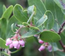 Image of manzanita