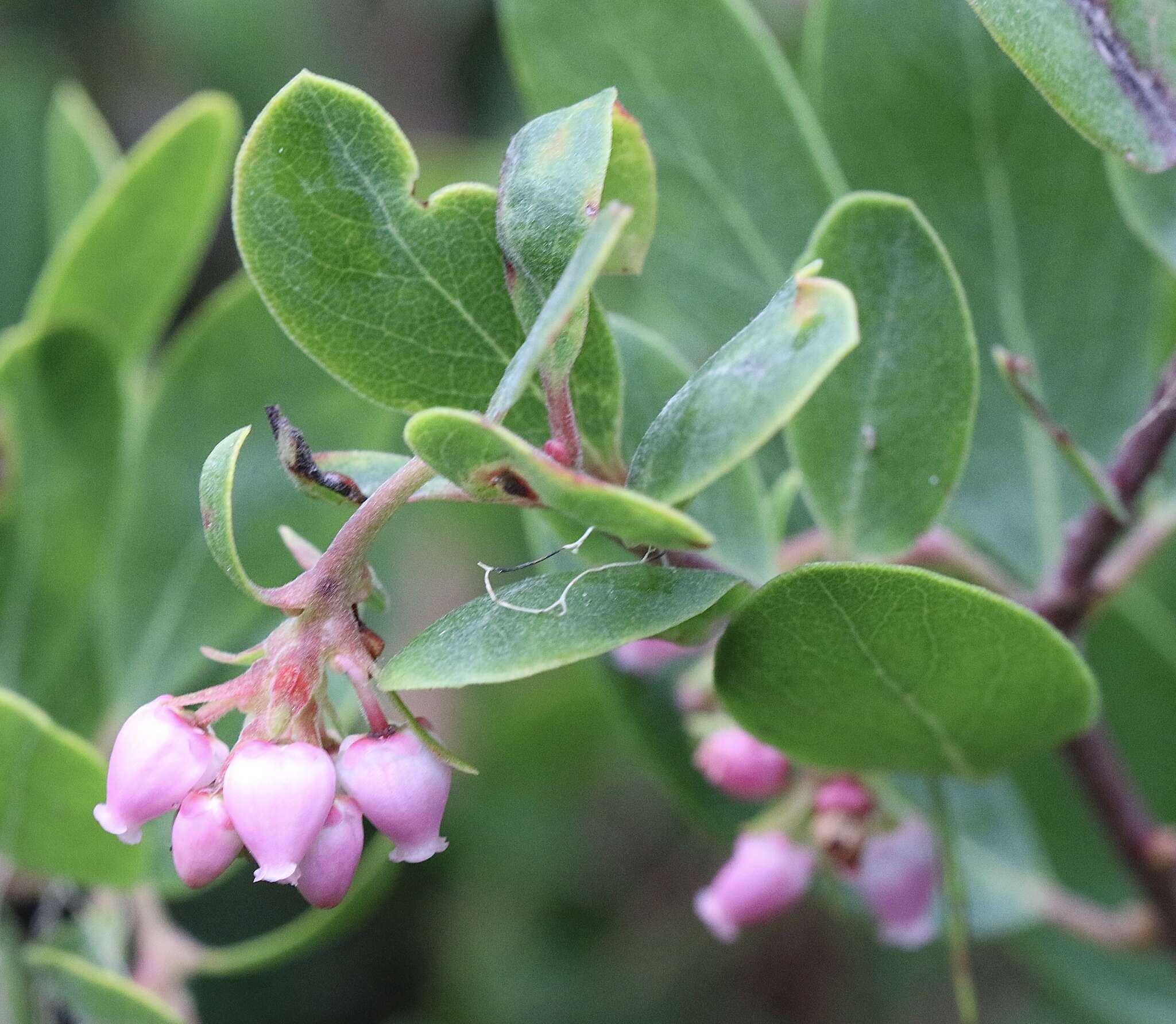 Image of manzanita