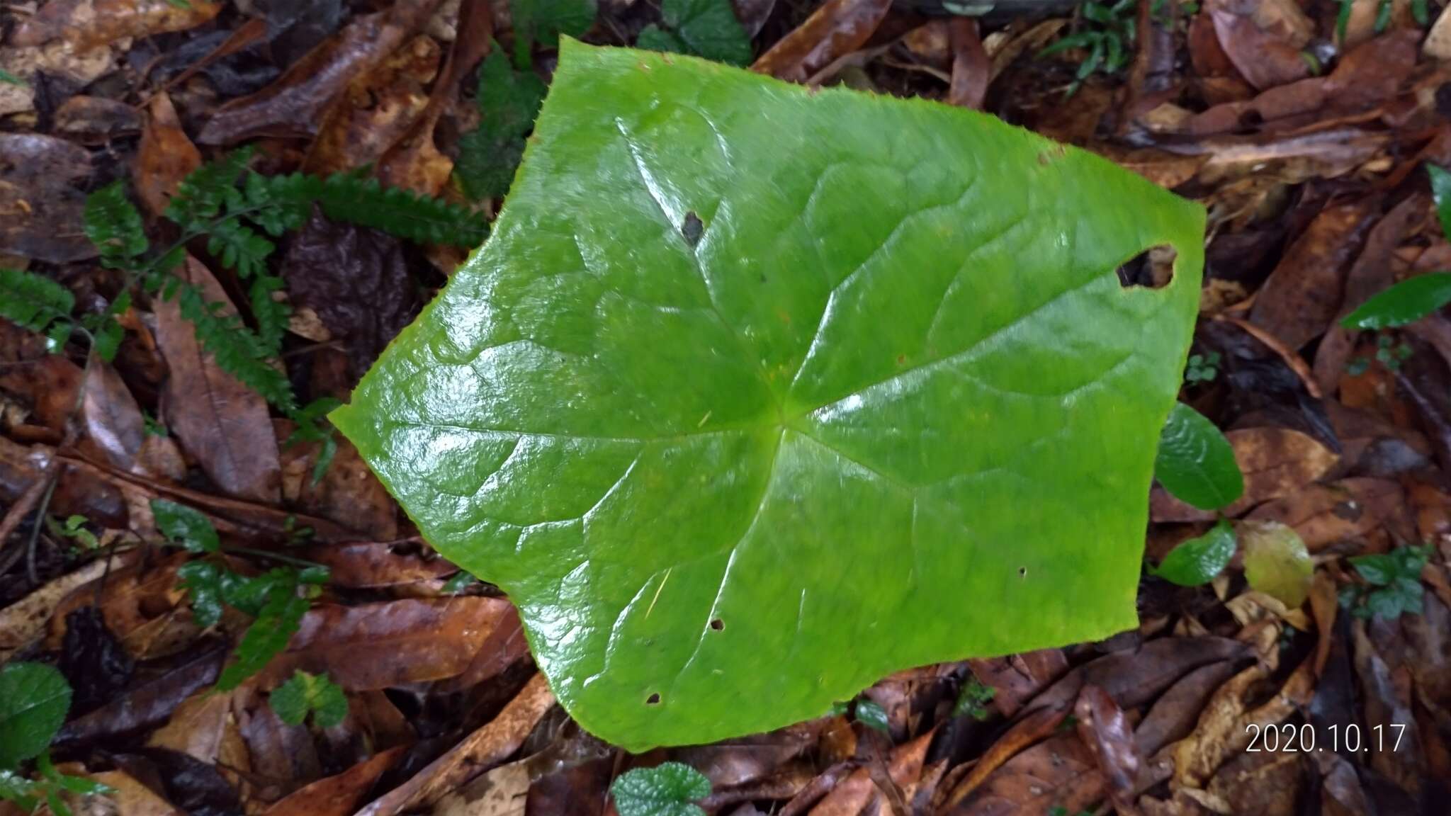 Image de Podophyllum pleianthum Hance