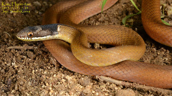 Image of Chinese Many-tooth Snake