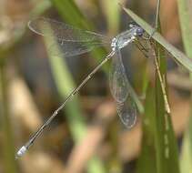 Image of Carolina Spreadwing