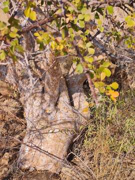 Image of Satin-bark corkwood