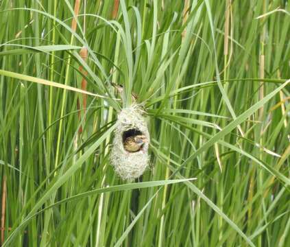 Image of Streaked Weaver