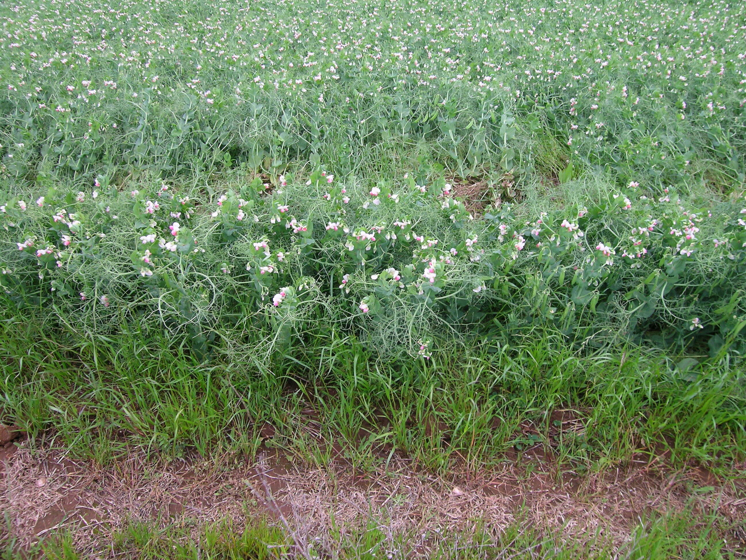 Image of Pisum sativum var. macrocarpum