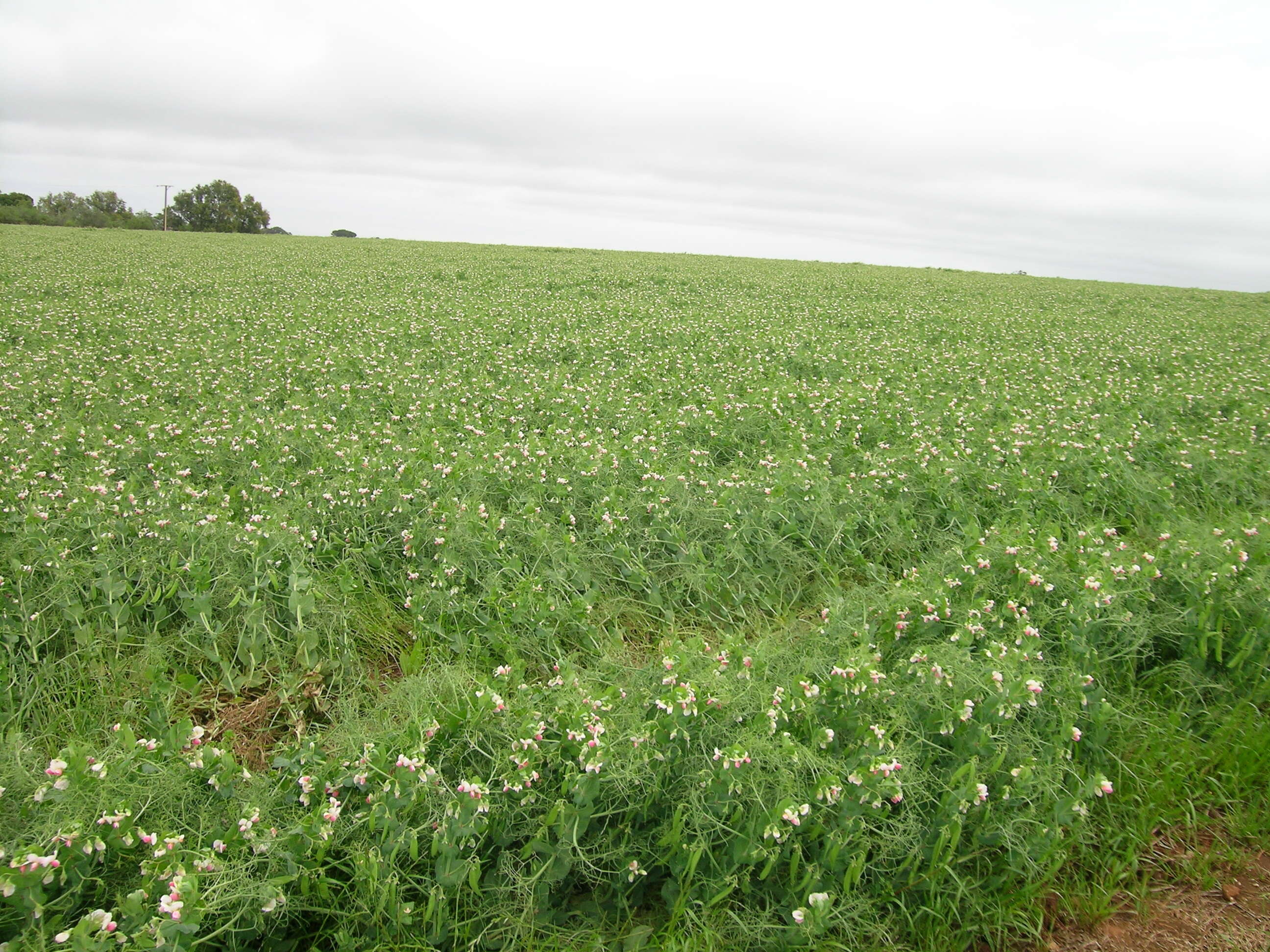 Plancia ëd Pisum sativum var. macrocarpum