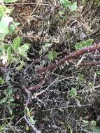 Image of shagbark manzanita