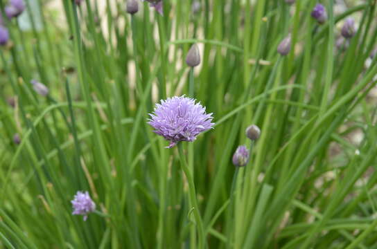 Image of wild chives