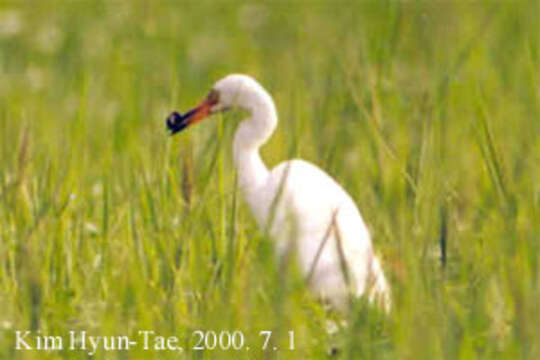 Image of Intermediate Egret