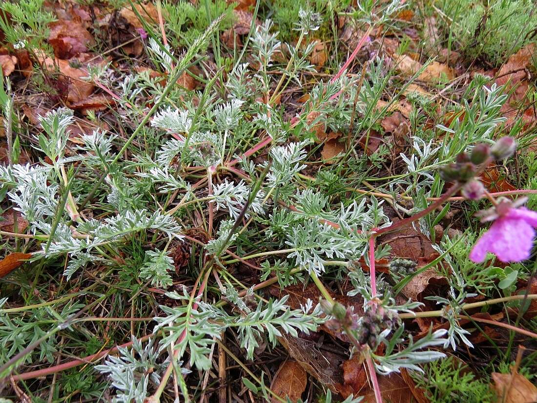 Image of Erodium elatum (Formánek) R. T. F. Clifton