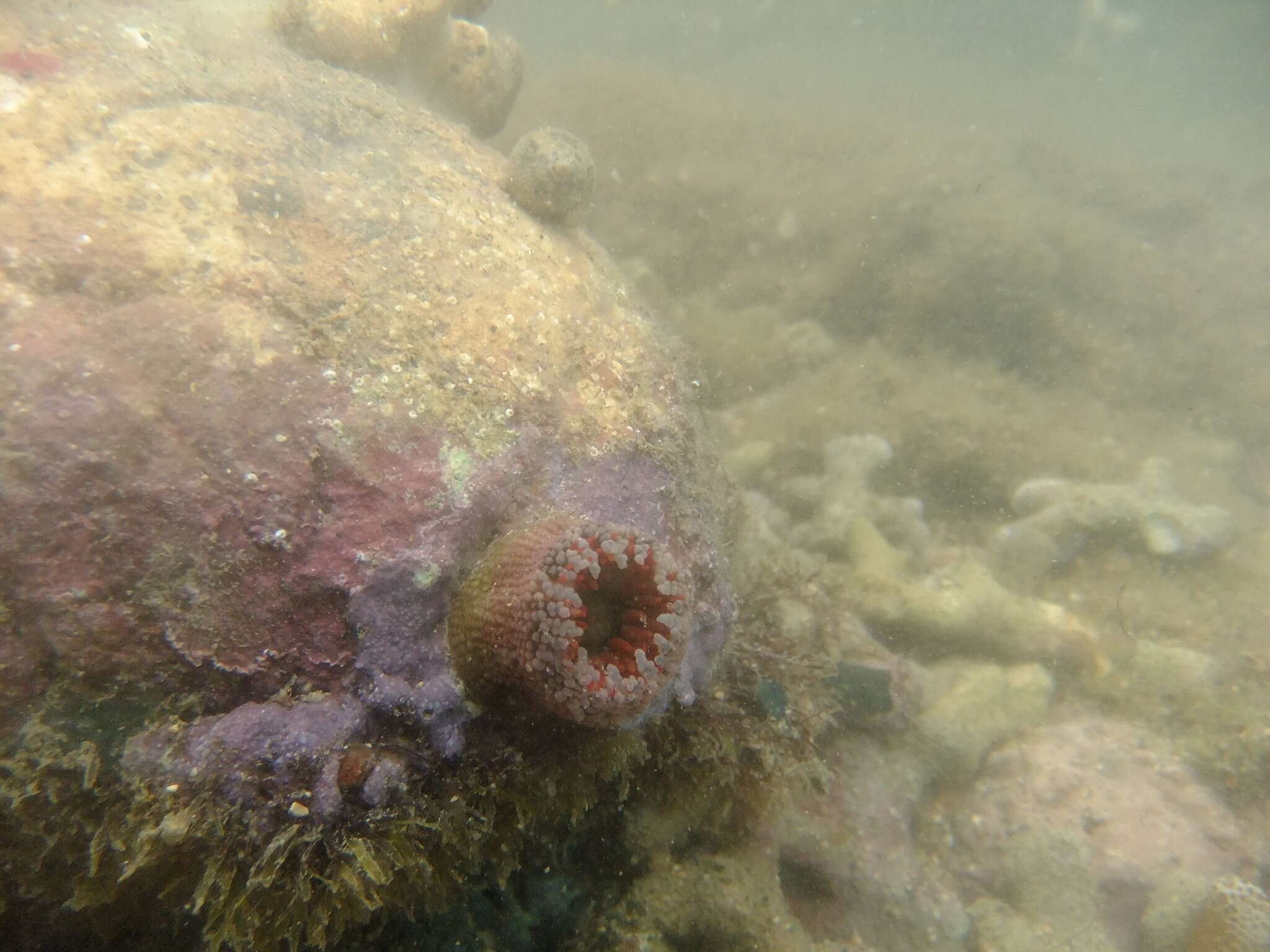 Image of red warty anemone