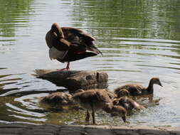 Image of Egyptian Goose