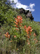 Image of wholeleaf Indian paintbrush