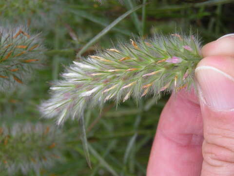 Sivun Trifolium angustifolium L. kuva