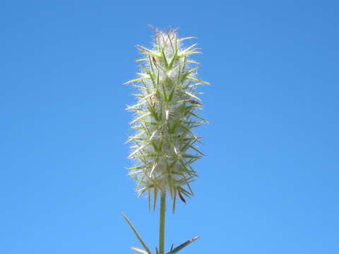 Image of Narrow Clover