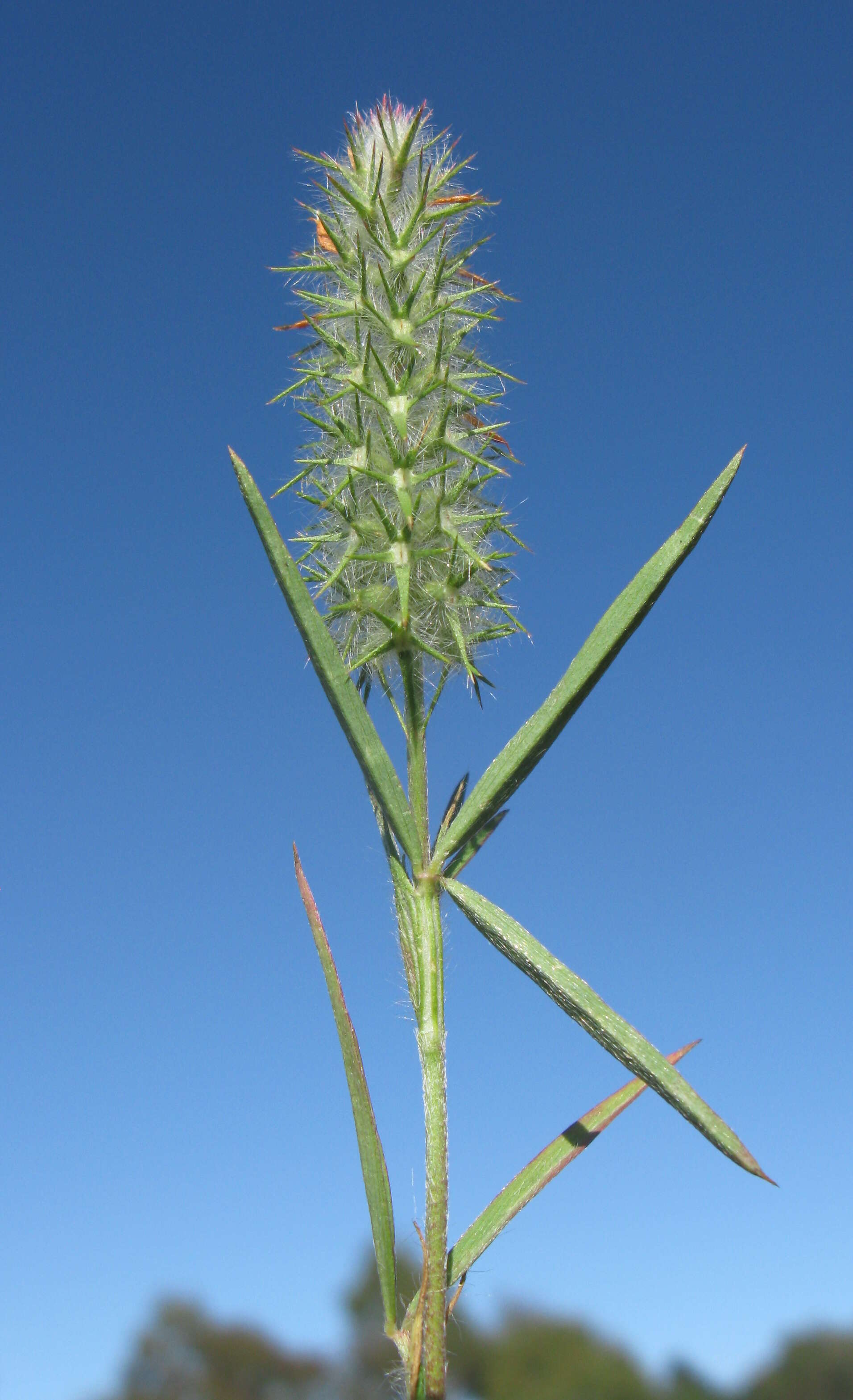 Image of Narrow Clover