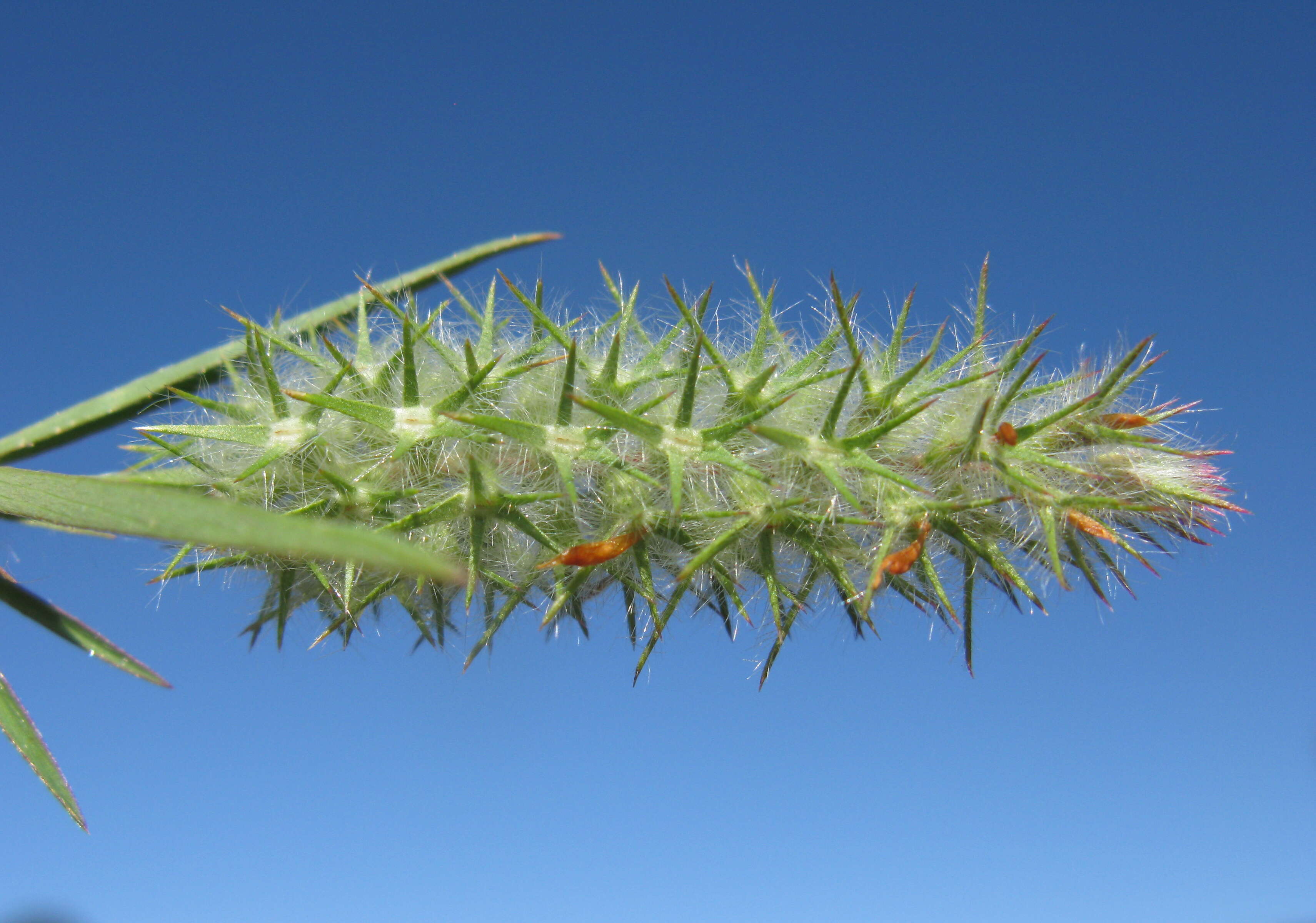 Image of Narrow Clover