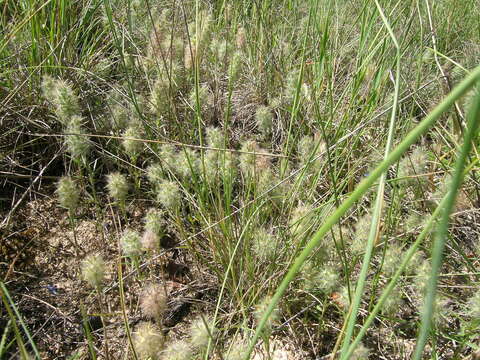 Image of Narrow Clover