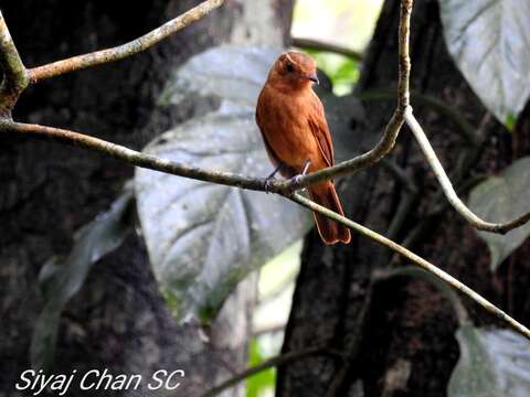 Image of Rufous Mourner