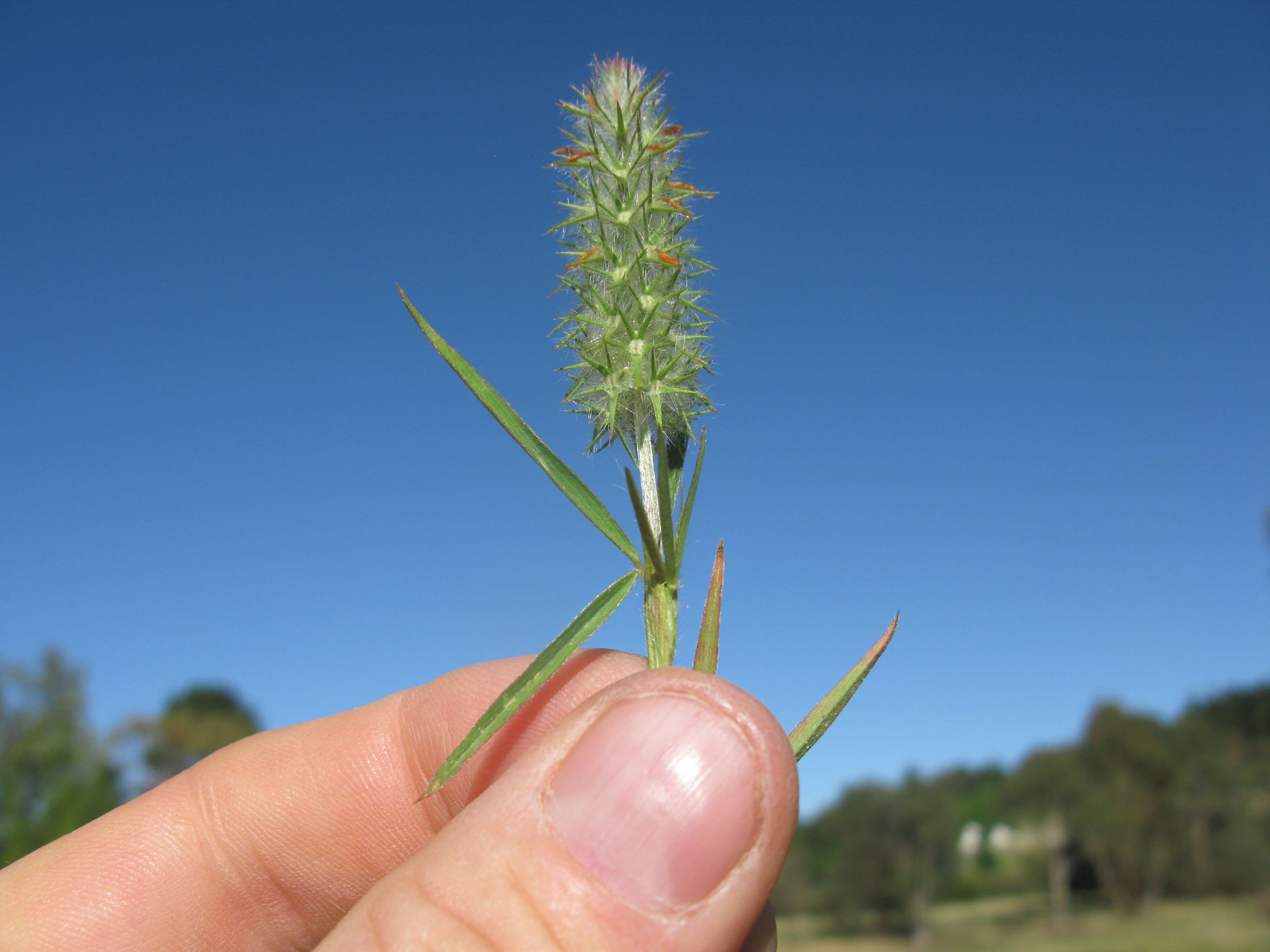 Image of Narrow Clover