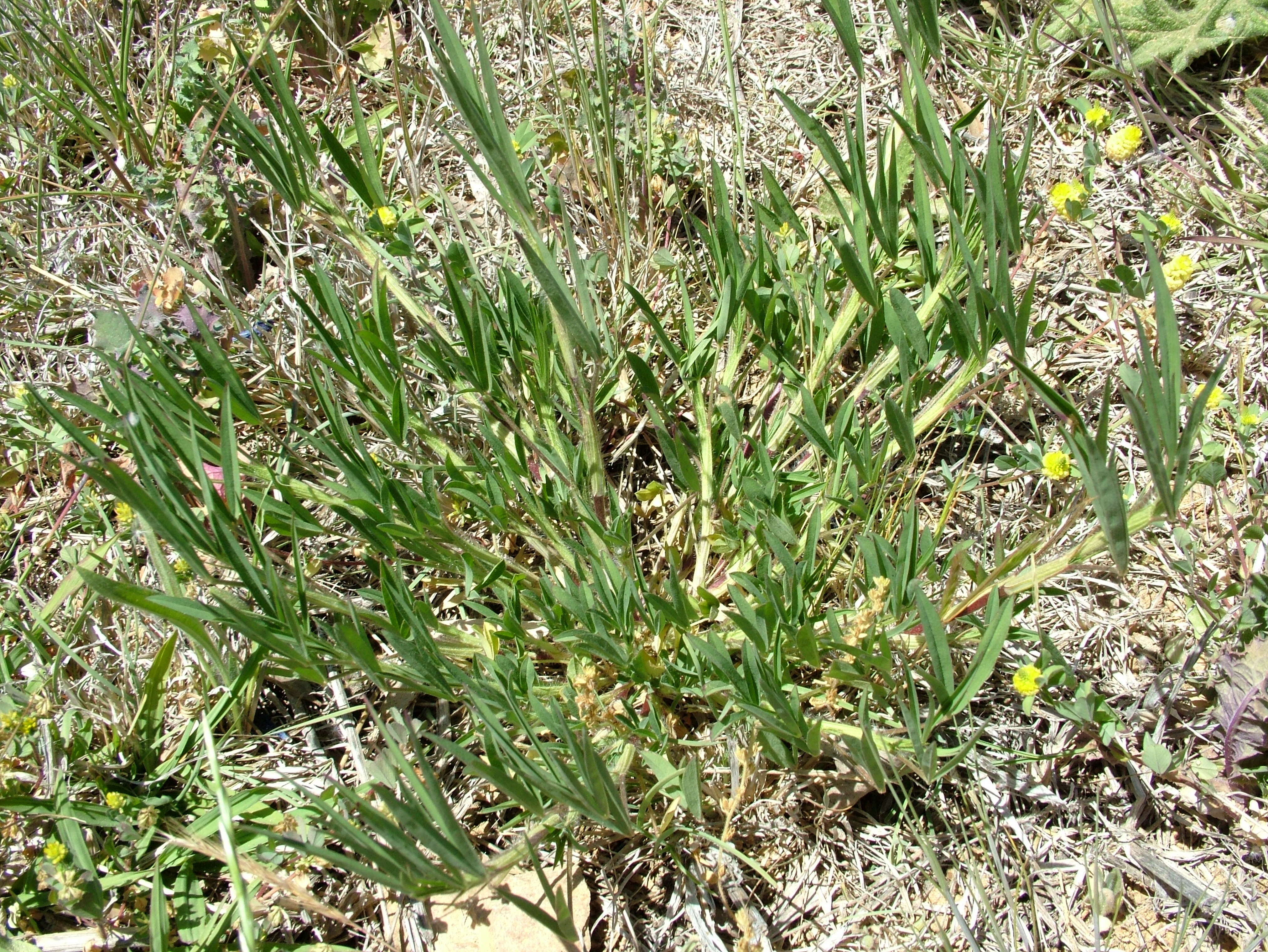 Image of Narrow Clover