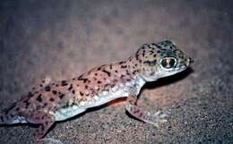 Image of Anderson's Short-fingered Gecko