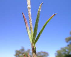 Image of Narrow Clover