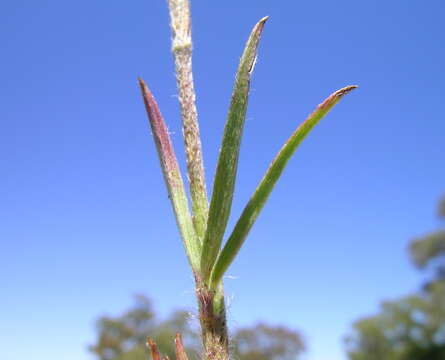 Sivun Trifolium angustifolium L. kuva