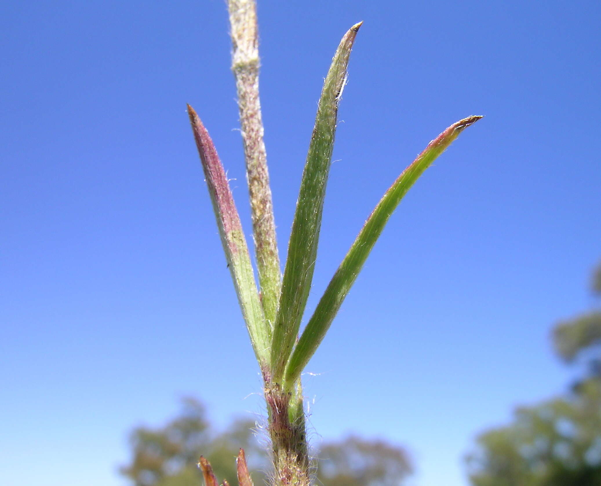 Image of Narrow Clover