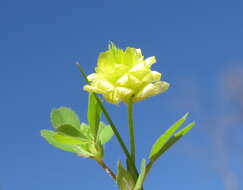 Image of field clover