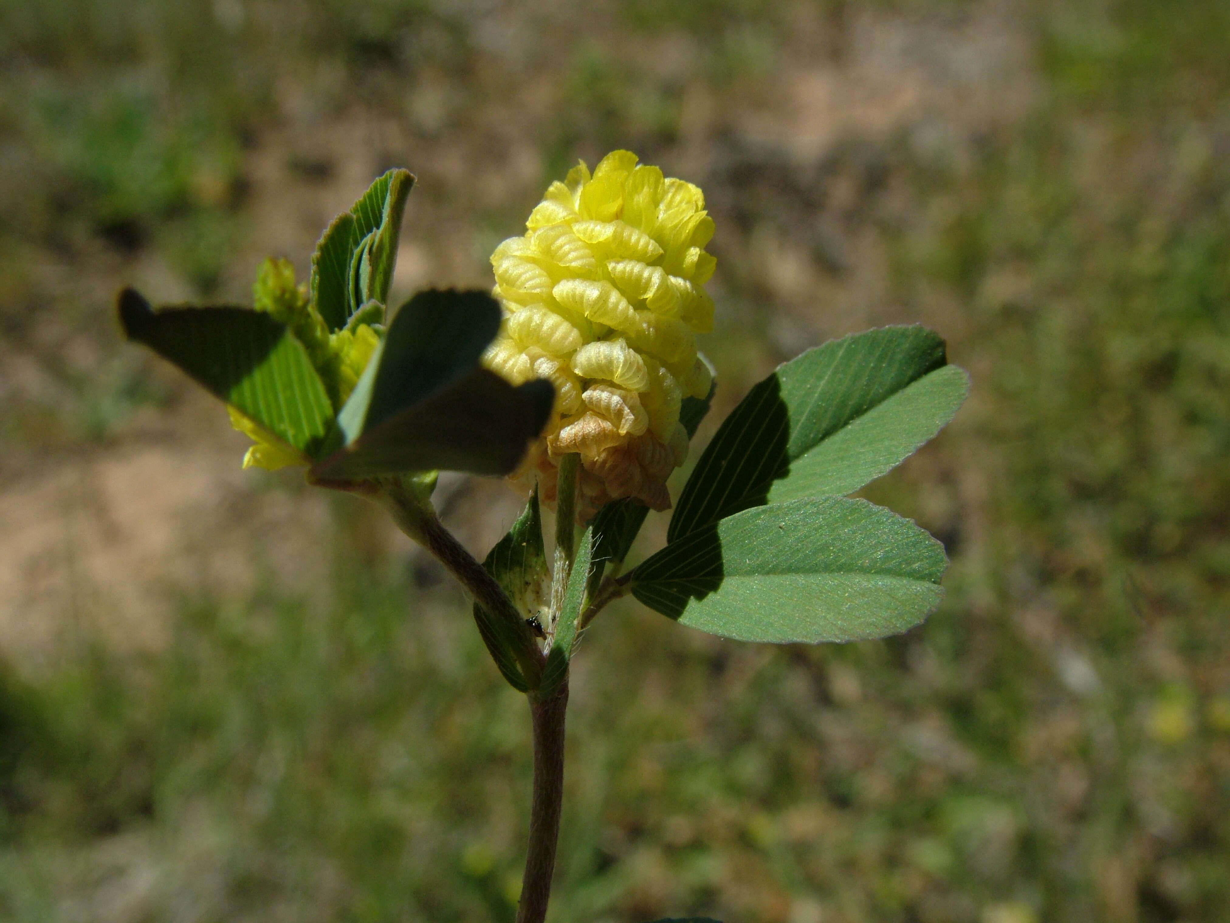 Image of field clover