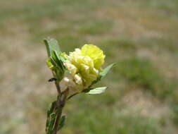 Image of field clover