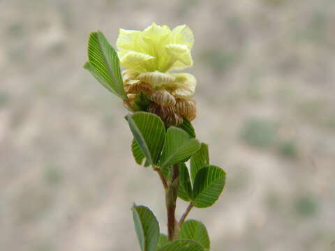 Image of field clover