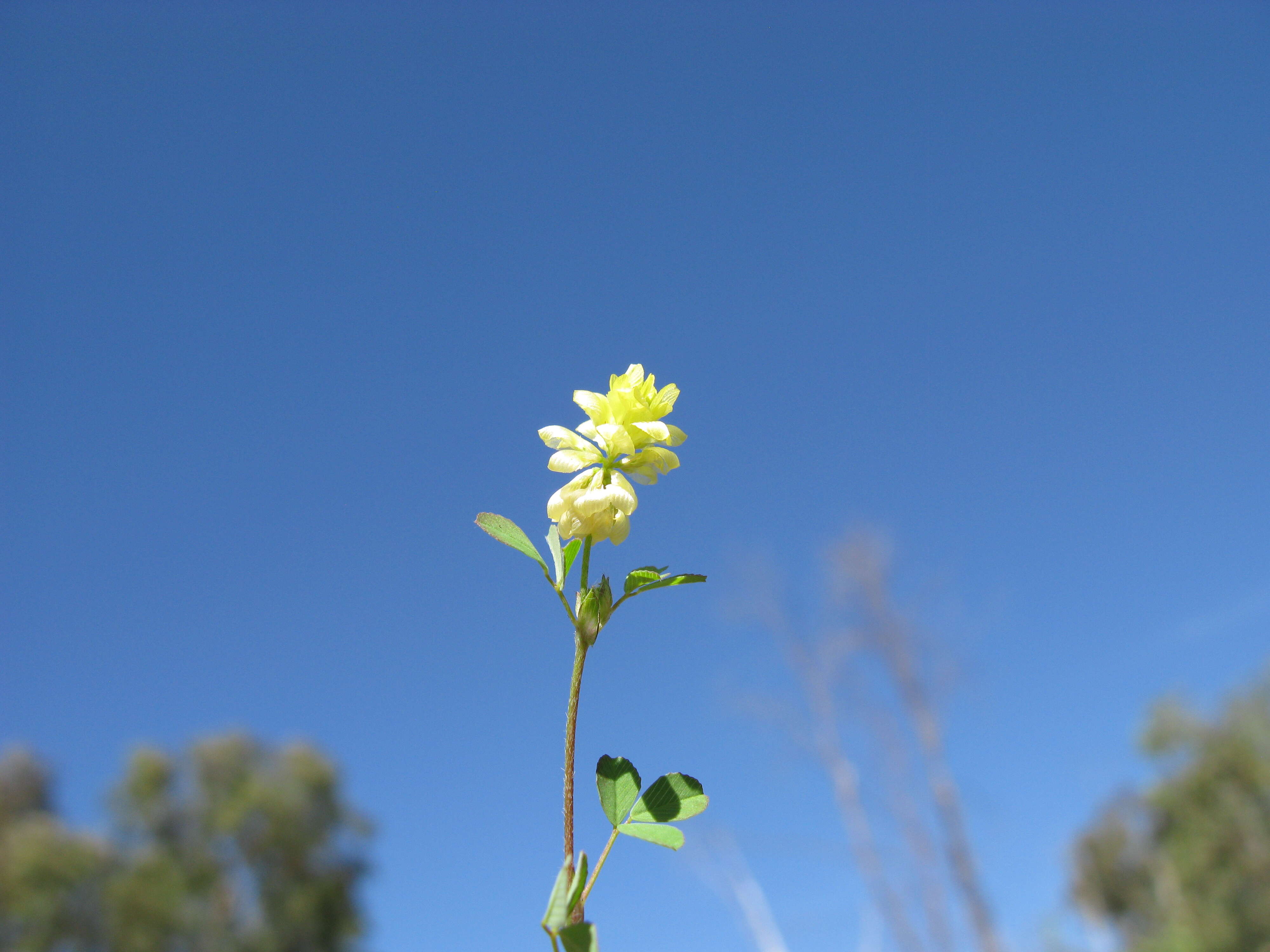 Image of field clover