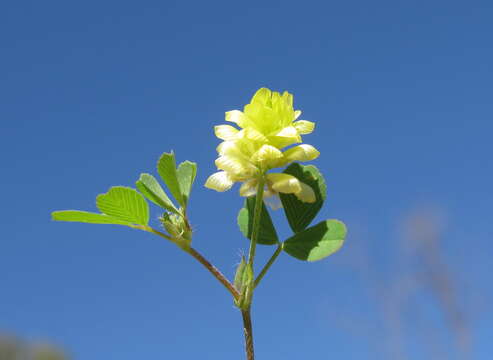 Image of field clover