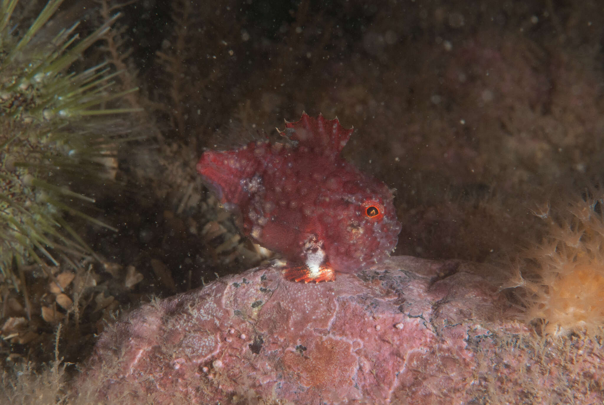 Image of Newfoundland spiny lumpsucker