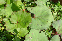 Image of Petasites formosanus Kitam.