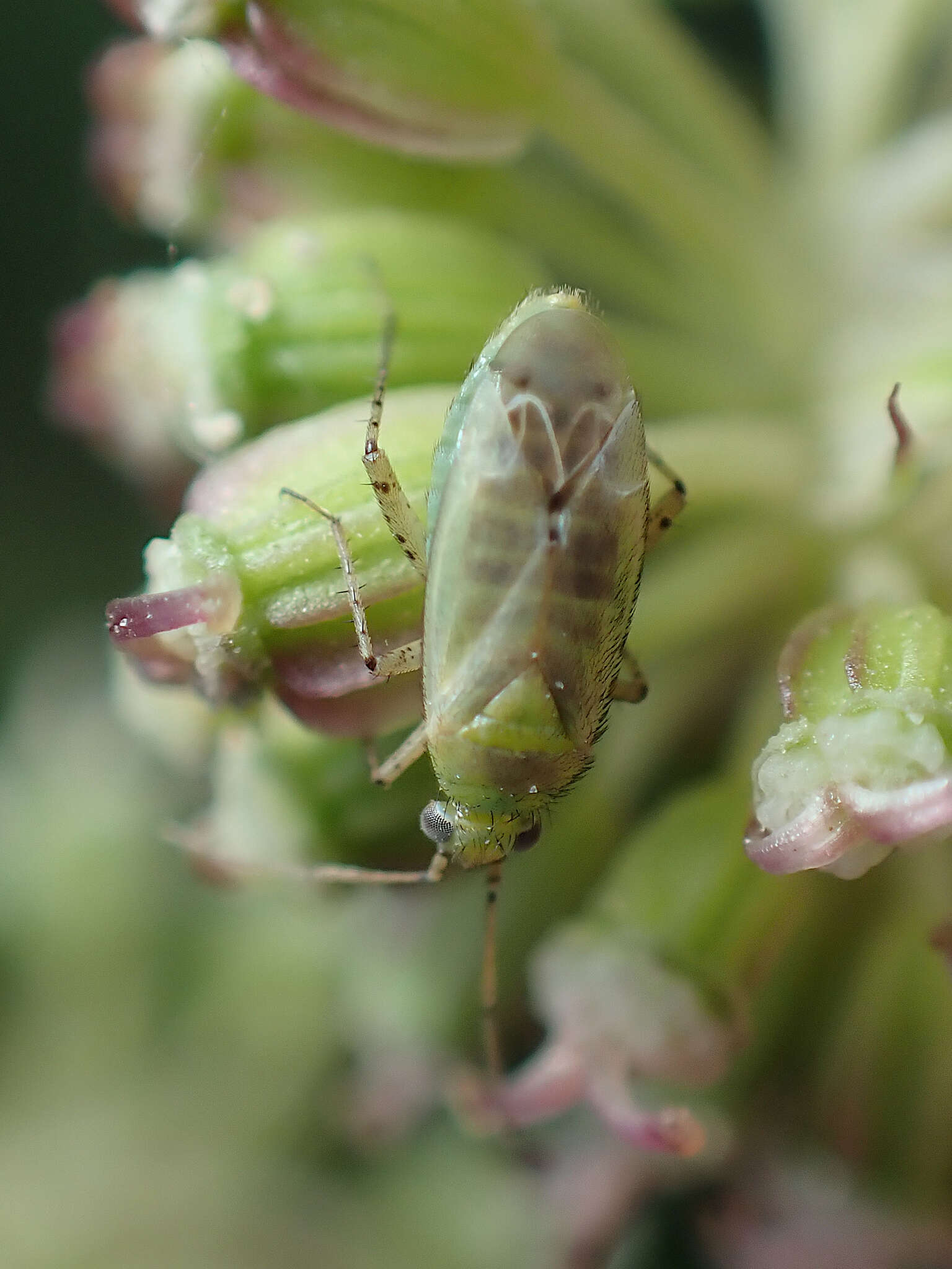 Plagiognathus chrysanthemi (Wolff 1804)的圖片