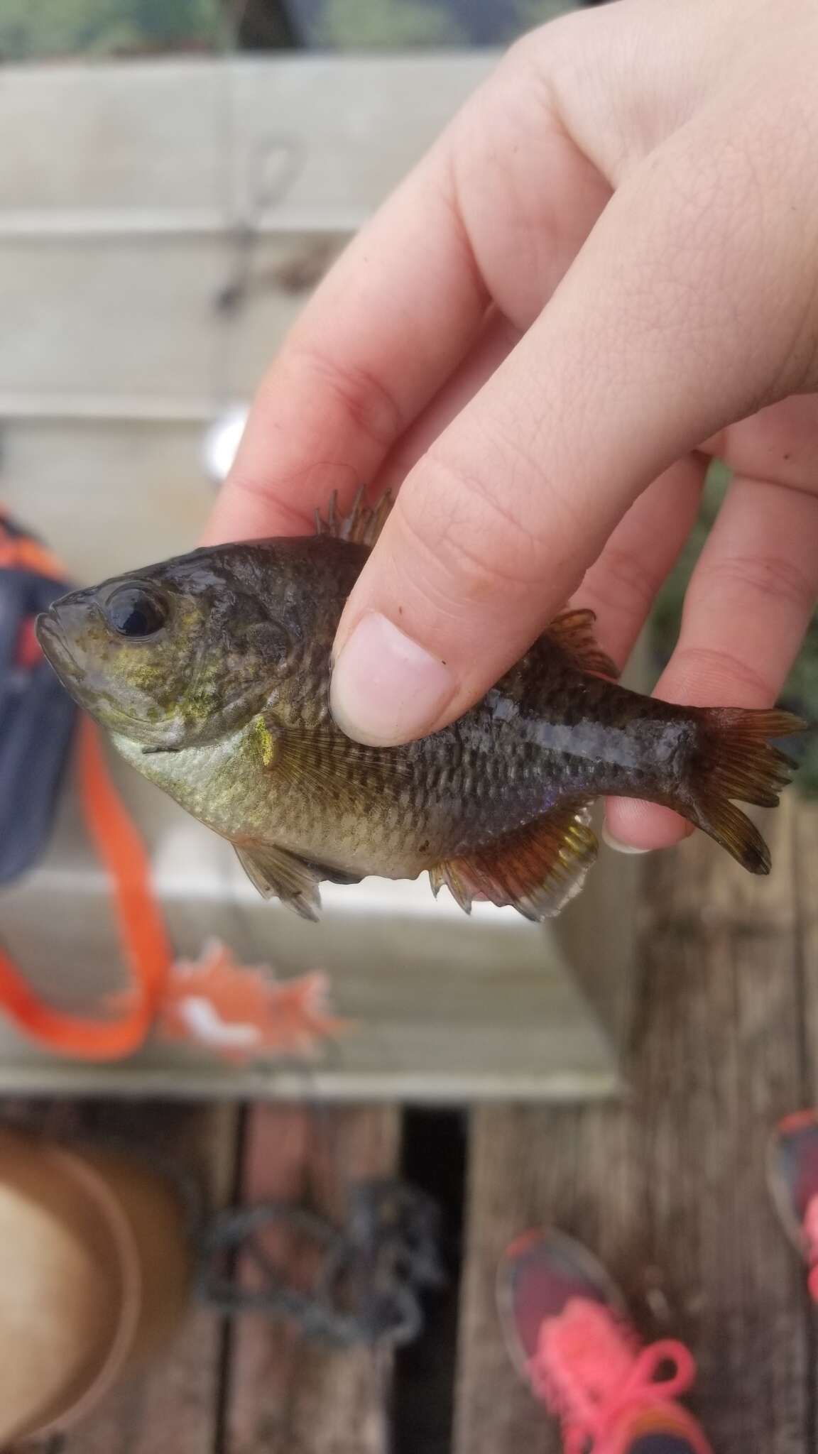 Image of Bantam Sunfish