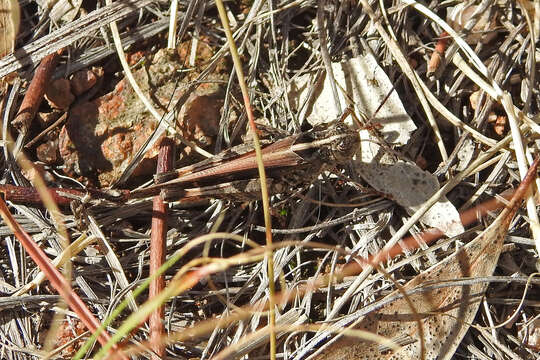 Image of Heteropternis obscurella (Blanchard & E. 1853)