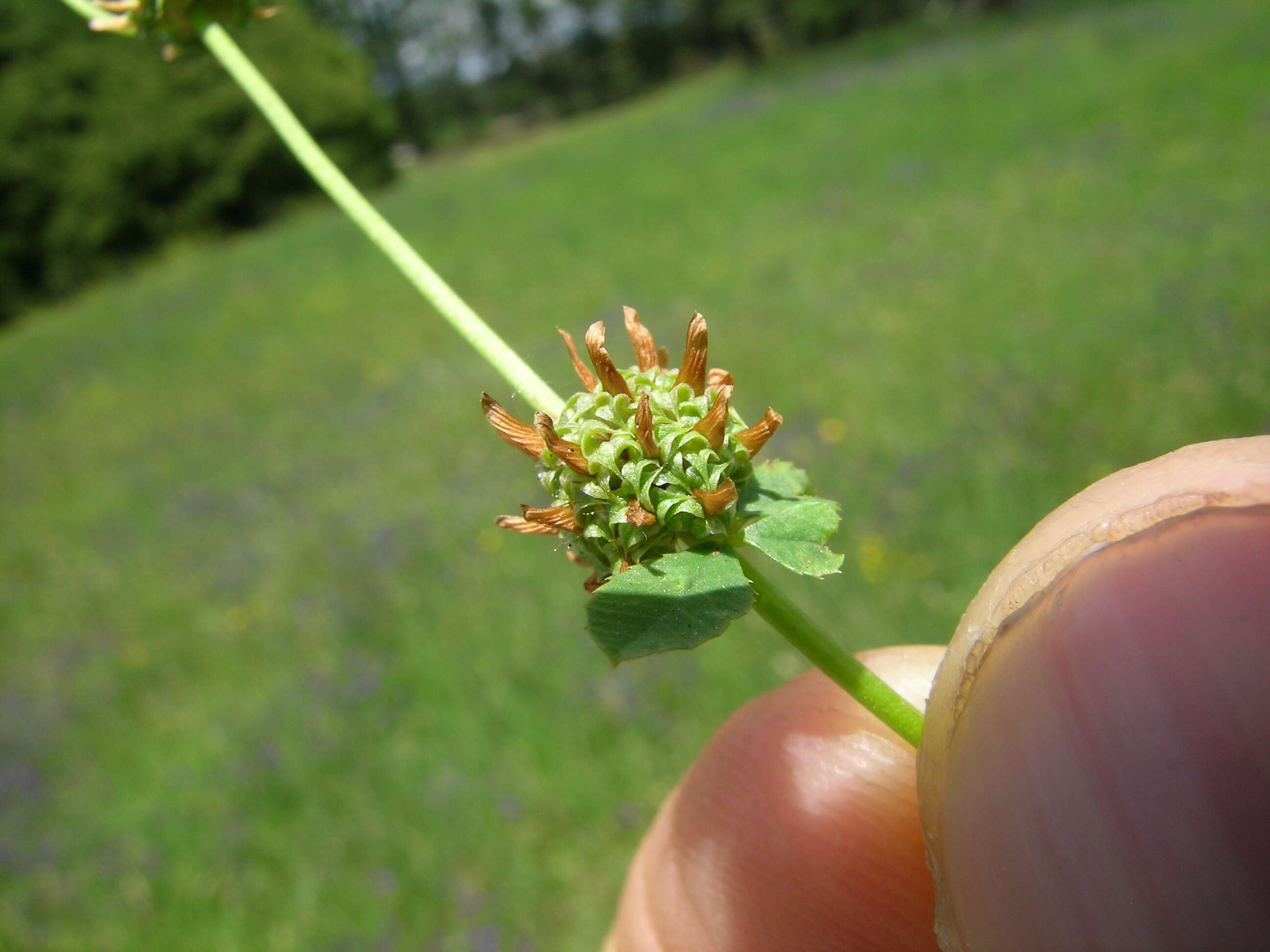 Image de Trifolium glomeratum L.