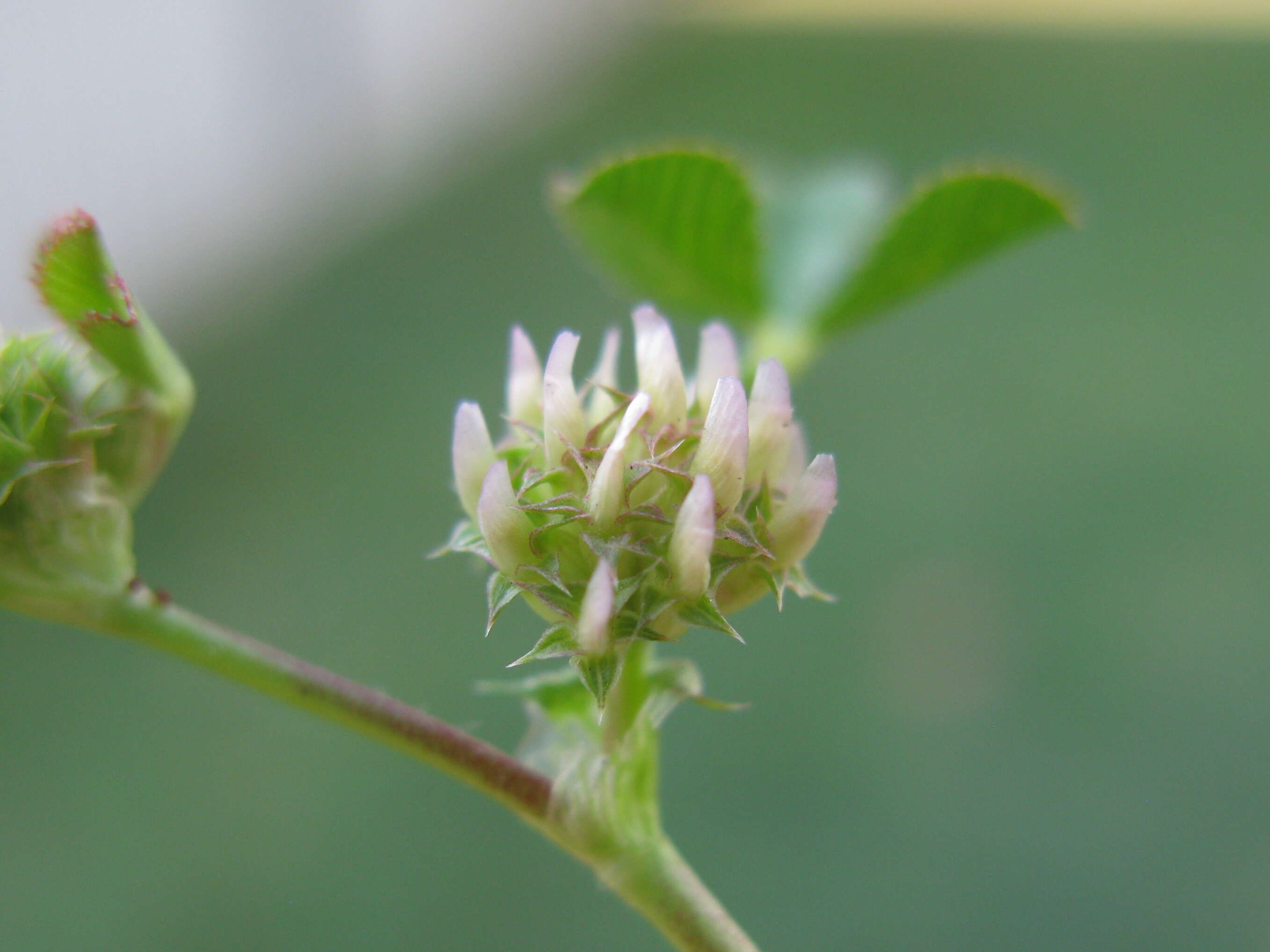 Image de Trifolium glomeratum L.