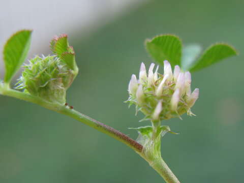 Image de Trifolium glomeratum L.