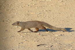 Image of Cape Gray Mongoose