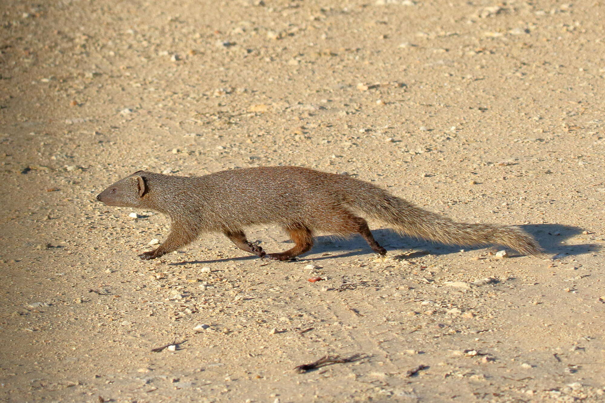 Image of Cape Gray Mongoose