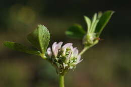 Image de Trifolium glomeratum L.